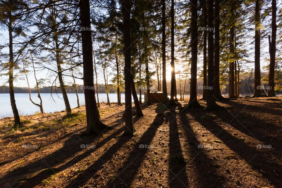 Sun shining behind tall pine trees in the forest close to a lake , shadows leading to a small cottage and water 