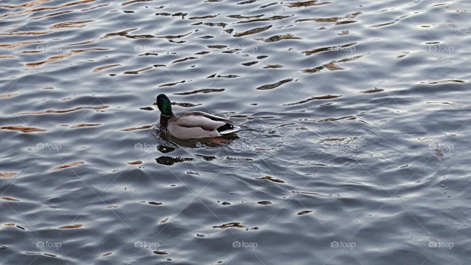 alone male duck