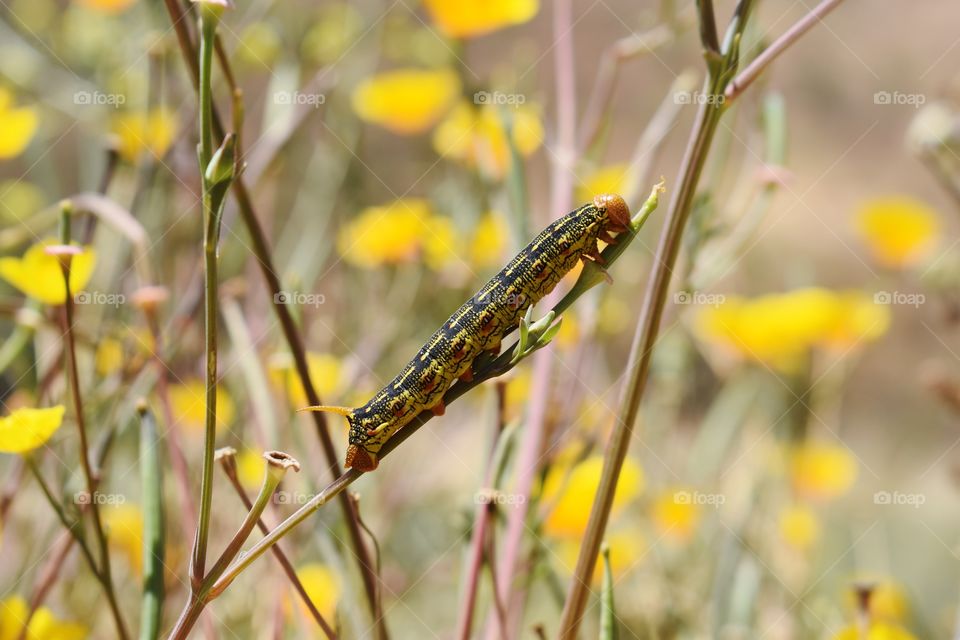 Caterpillar 