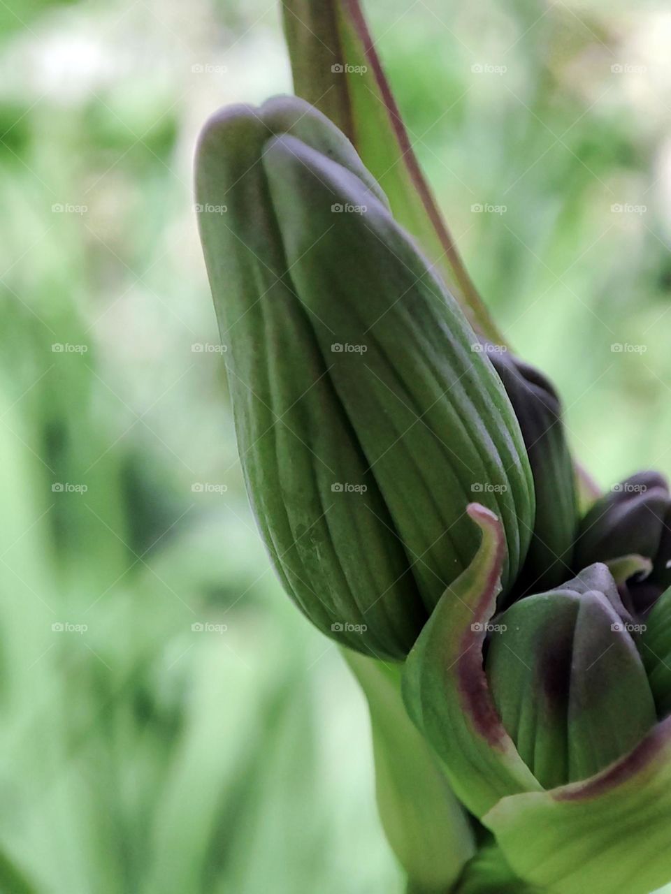 Macro photo of summer plants
