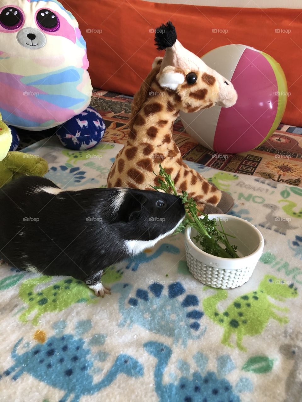 Timmy my little boy piglet 