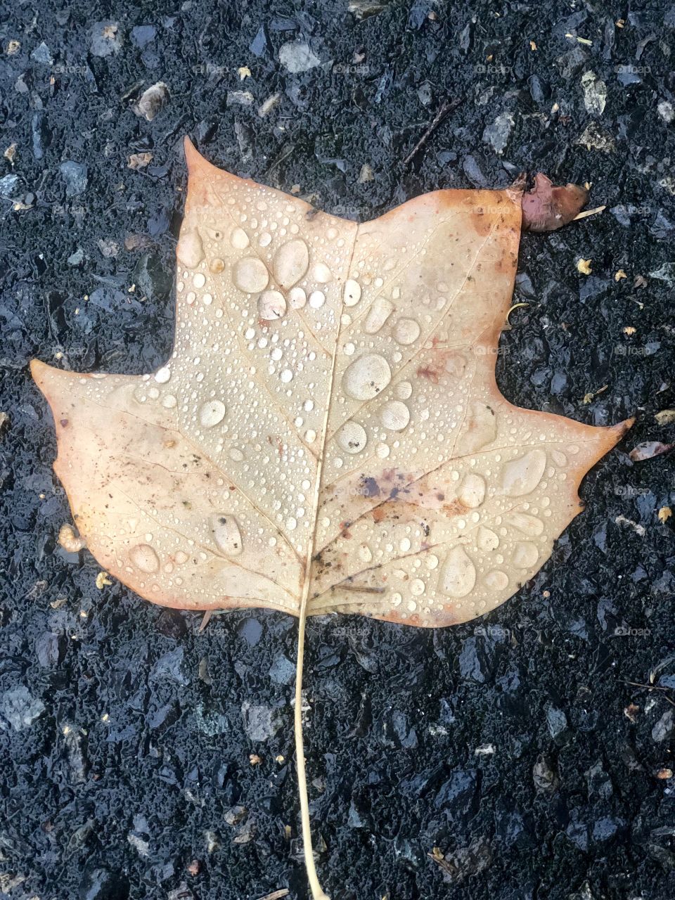 Foap Mission Shapes: Ellipses! Rain Drops on a Fall Leaf