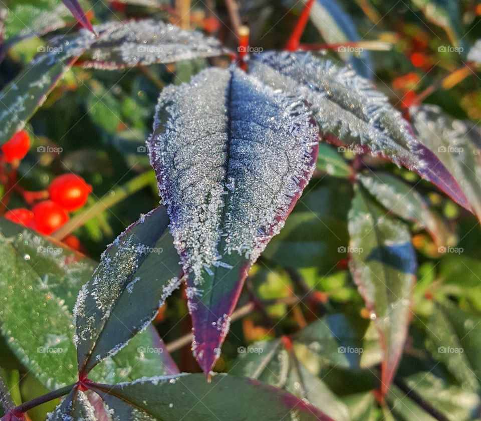 Frozen leaf