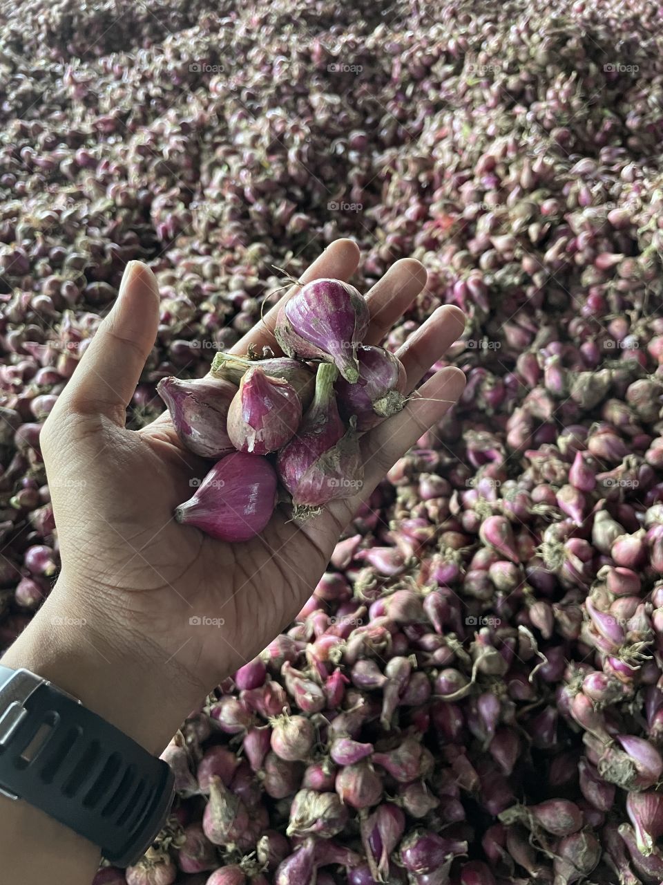 Super onion from Java