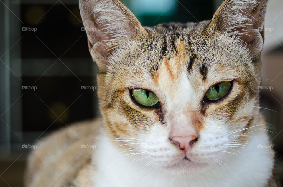 Close up the cat. close up the cat in background blur.