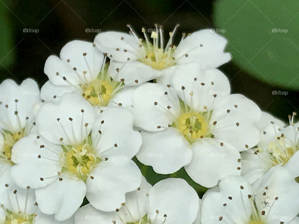 White flowers