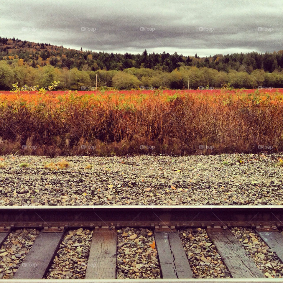 travel leaves train autumn by jenifer_ward