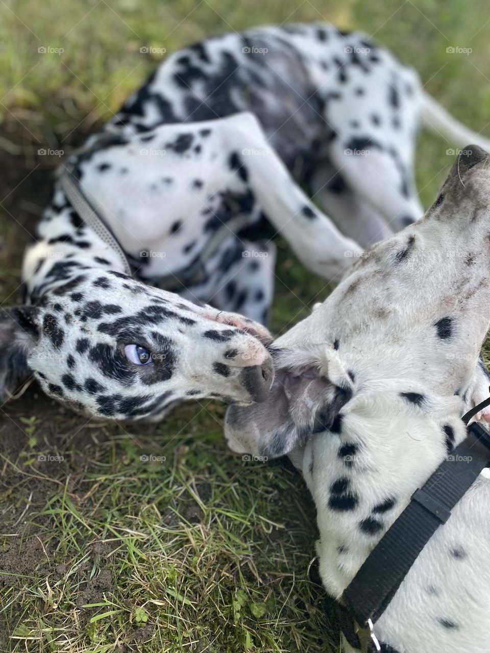 Dalmatian 