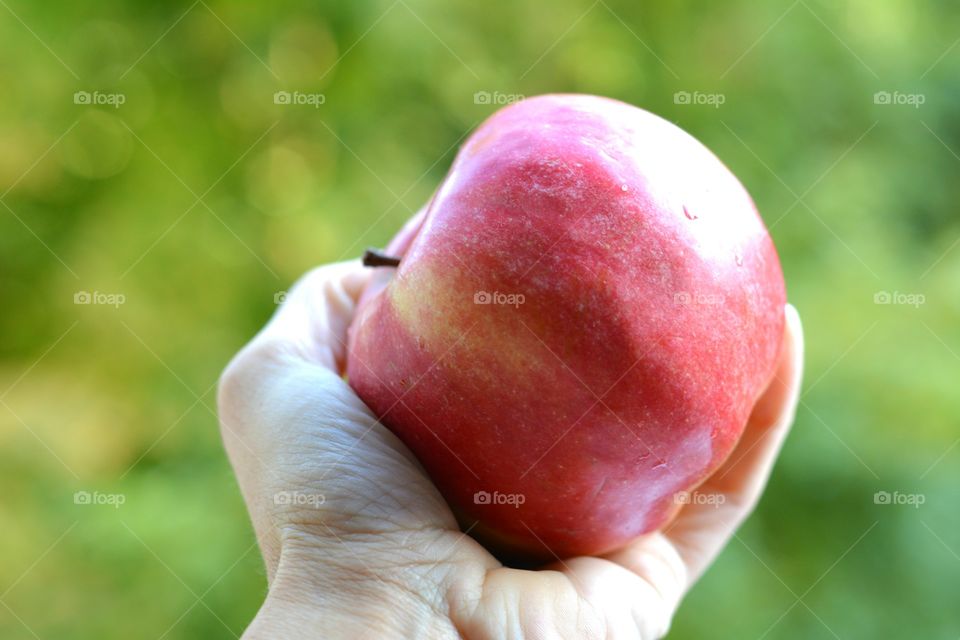 red apple in the hand green summer background