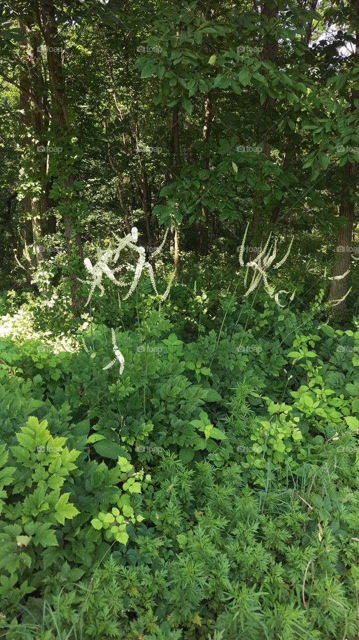 Interesting spear-like white flowers atop spindly stalks in a lush green forest.