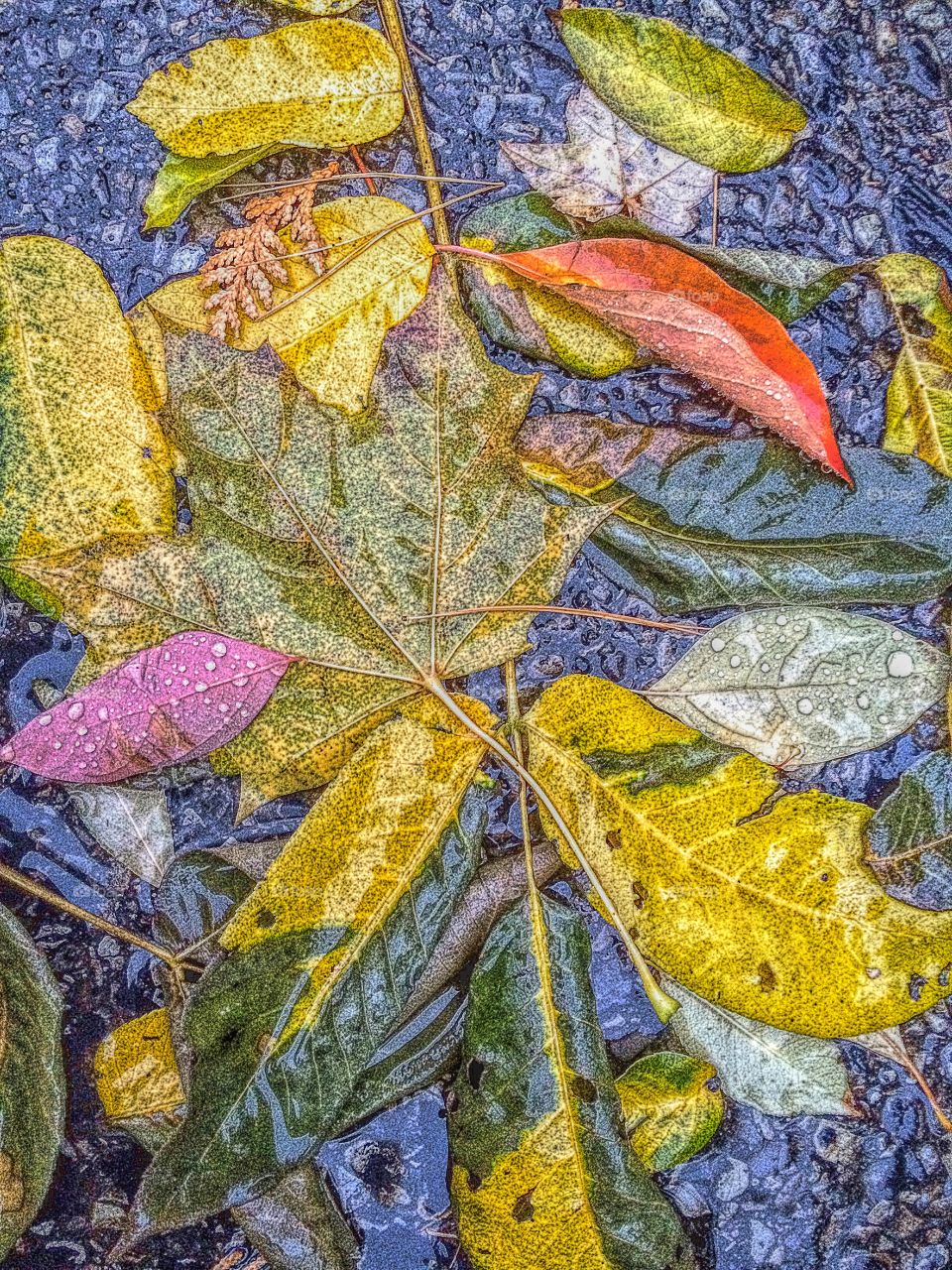 High angle view of wet leaves
