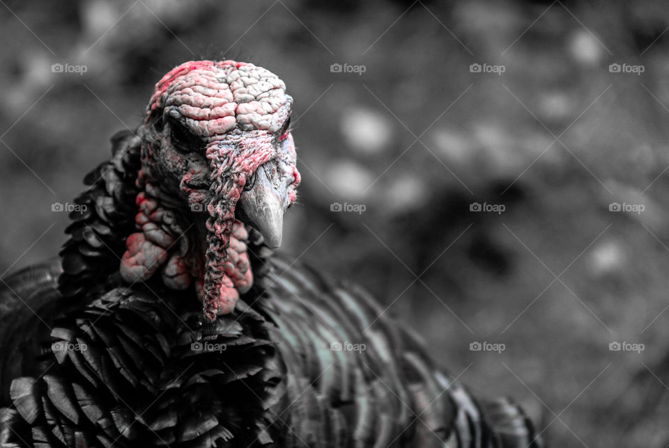 Close-up of a turkey