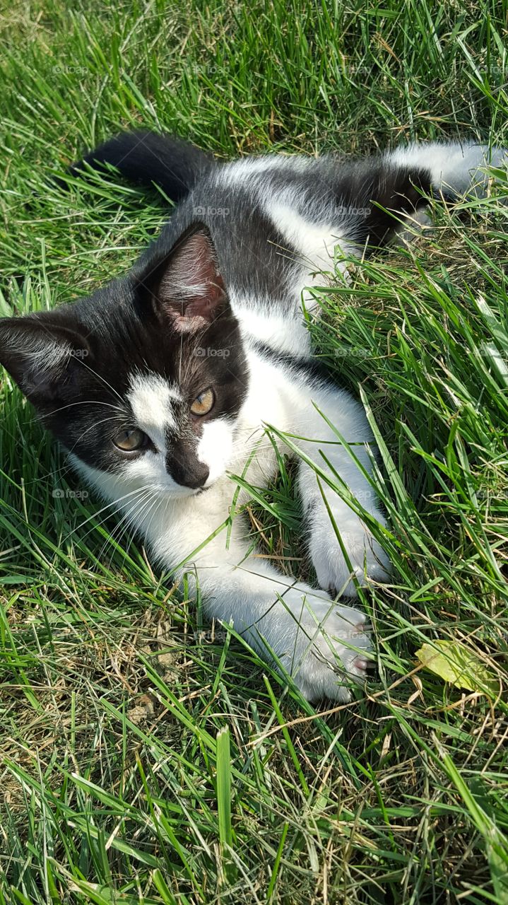 Black and white cat laying in the grass so peacefully. This cat was so photogenic that I loved it!