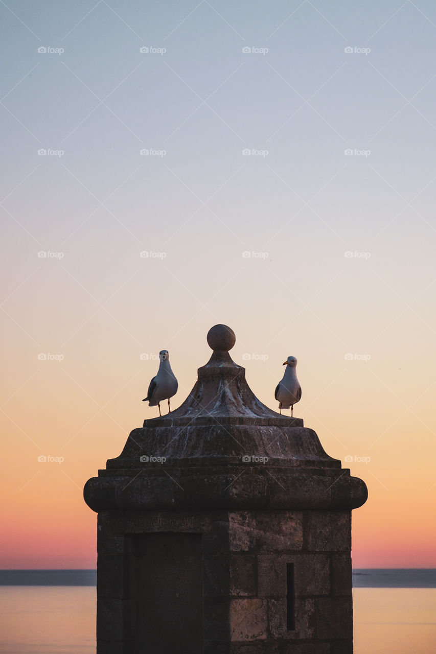 Two seagulls on top of a tower