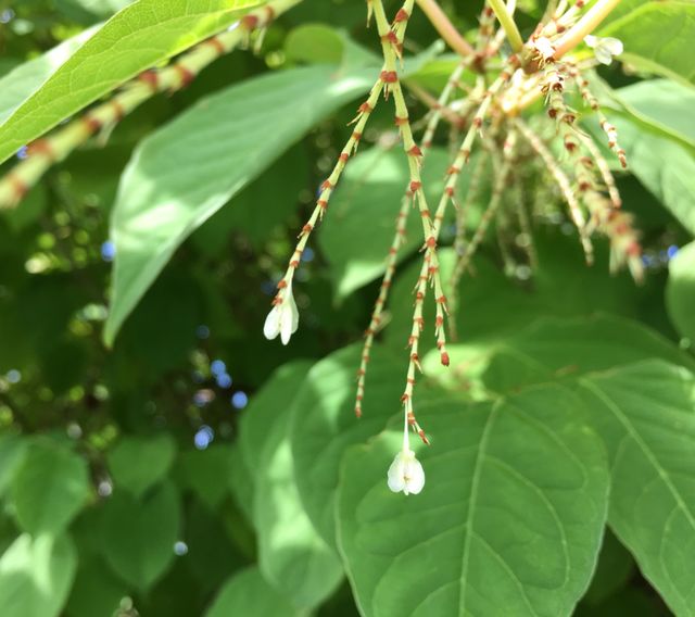 Dainty blooms
