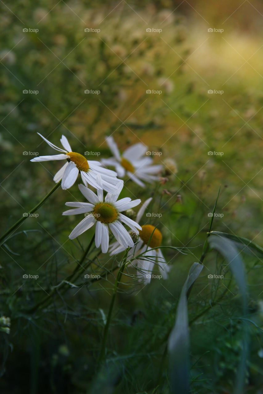 daisies in a field in a natural environment close up photo