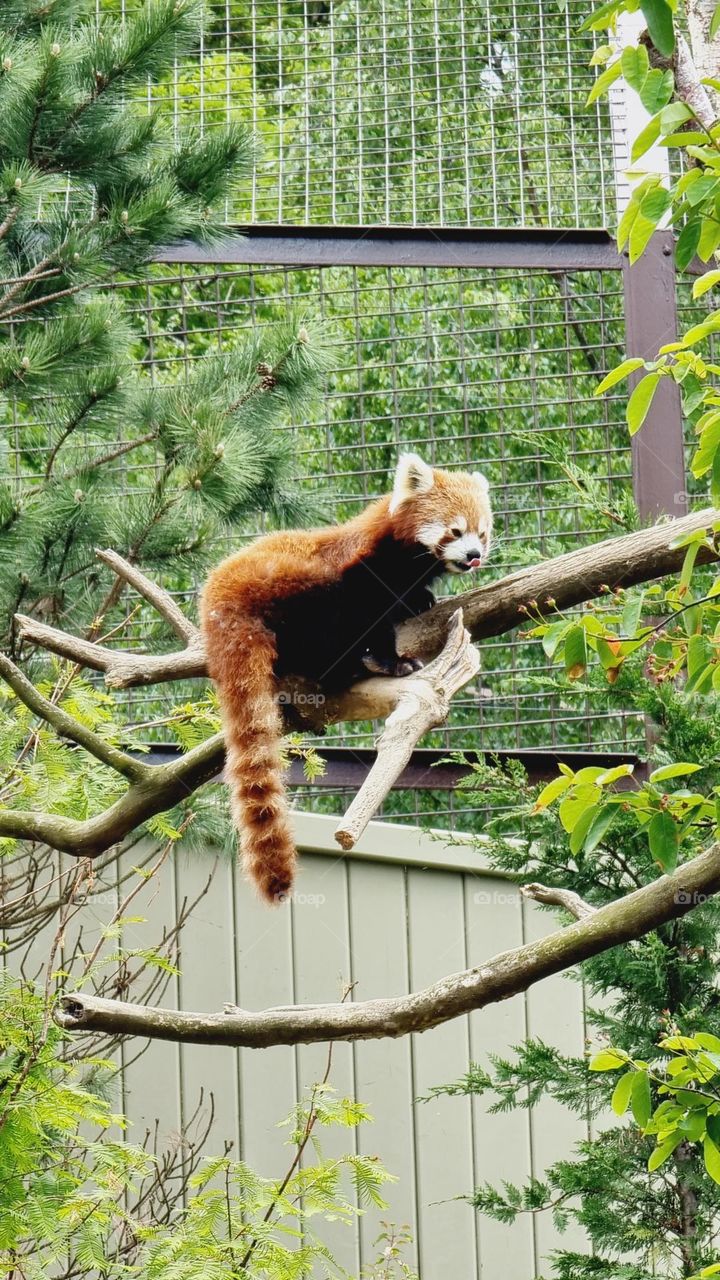 Picture from Dublin Zoo, Ireland