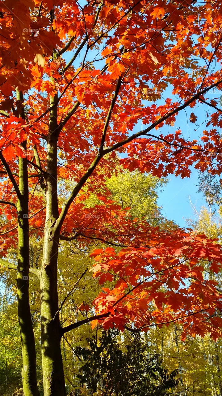 Red tree