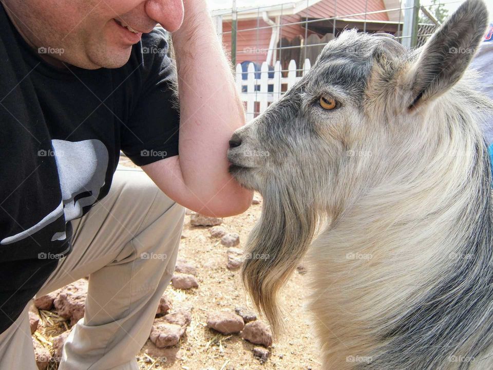 Goat kiss