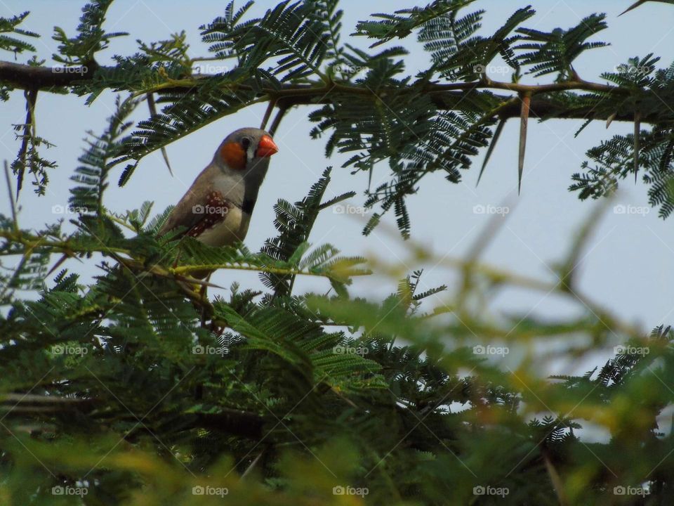 Zebra finch. Male zebra finch across for different character with the female's one . This'male . Observed for a small group (3 individu ; 2 female & 1 male). Breeding season interest into the wild.