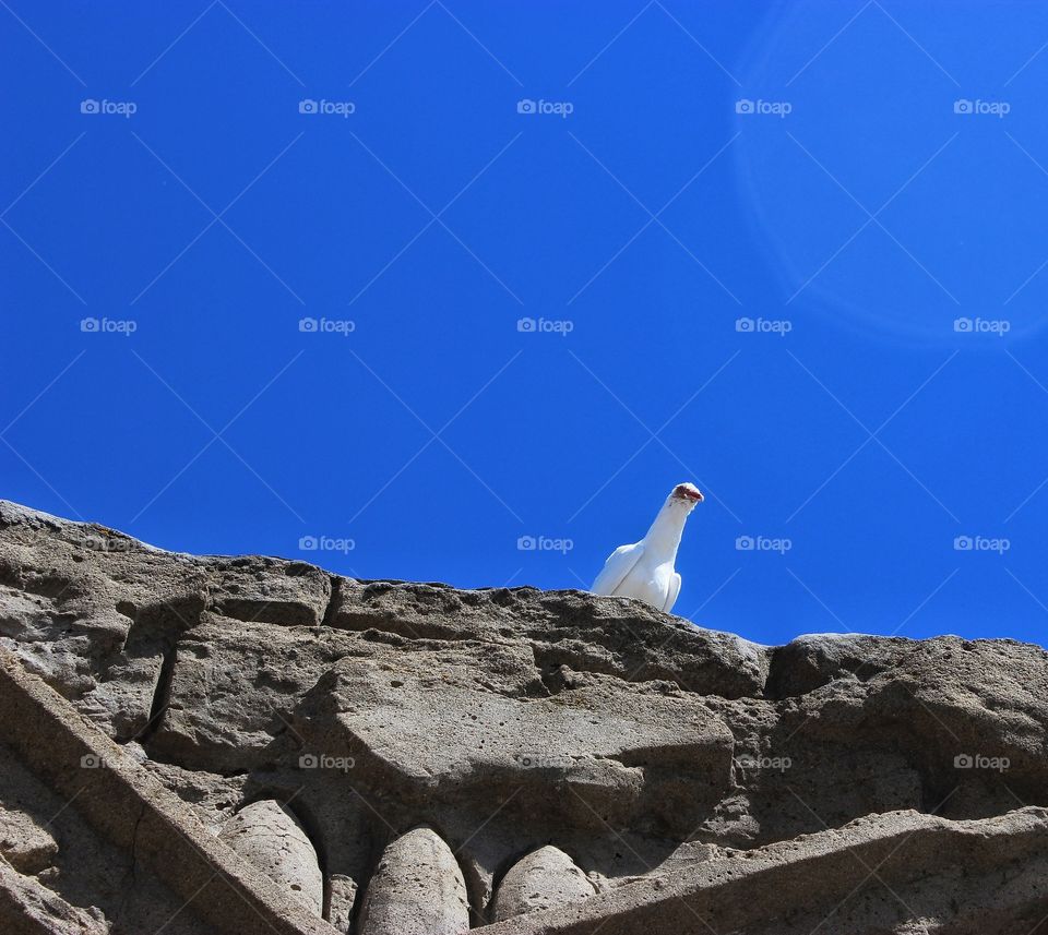 White dove 🕊️
