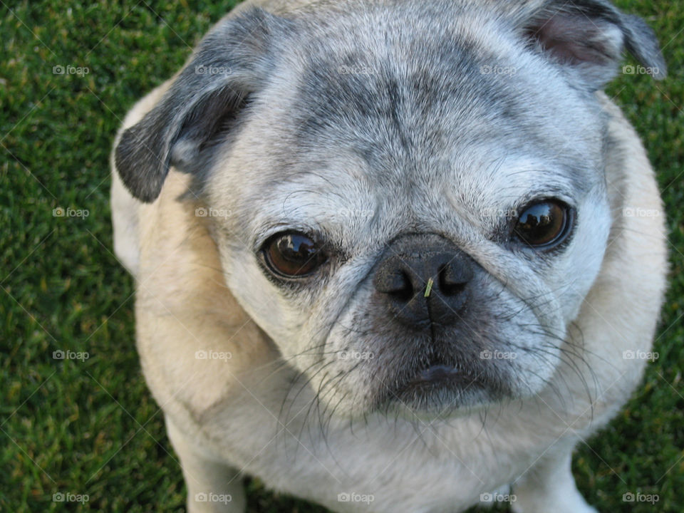 Get this grass off my nose