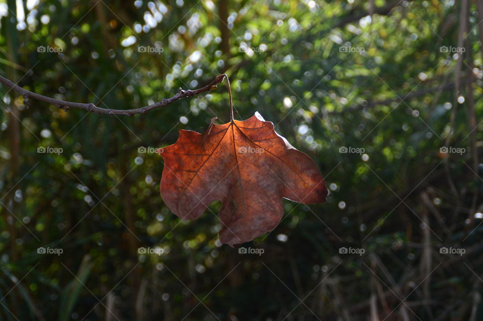 Color Brown