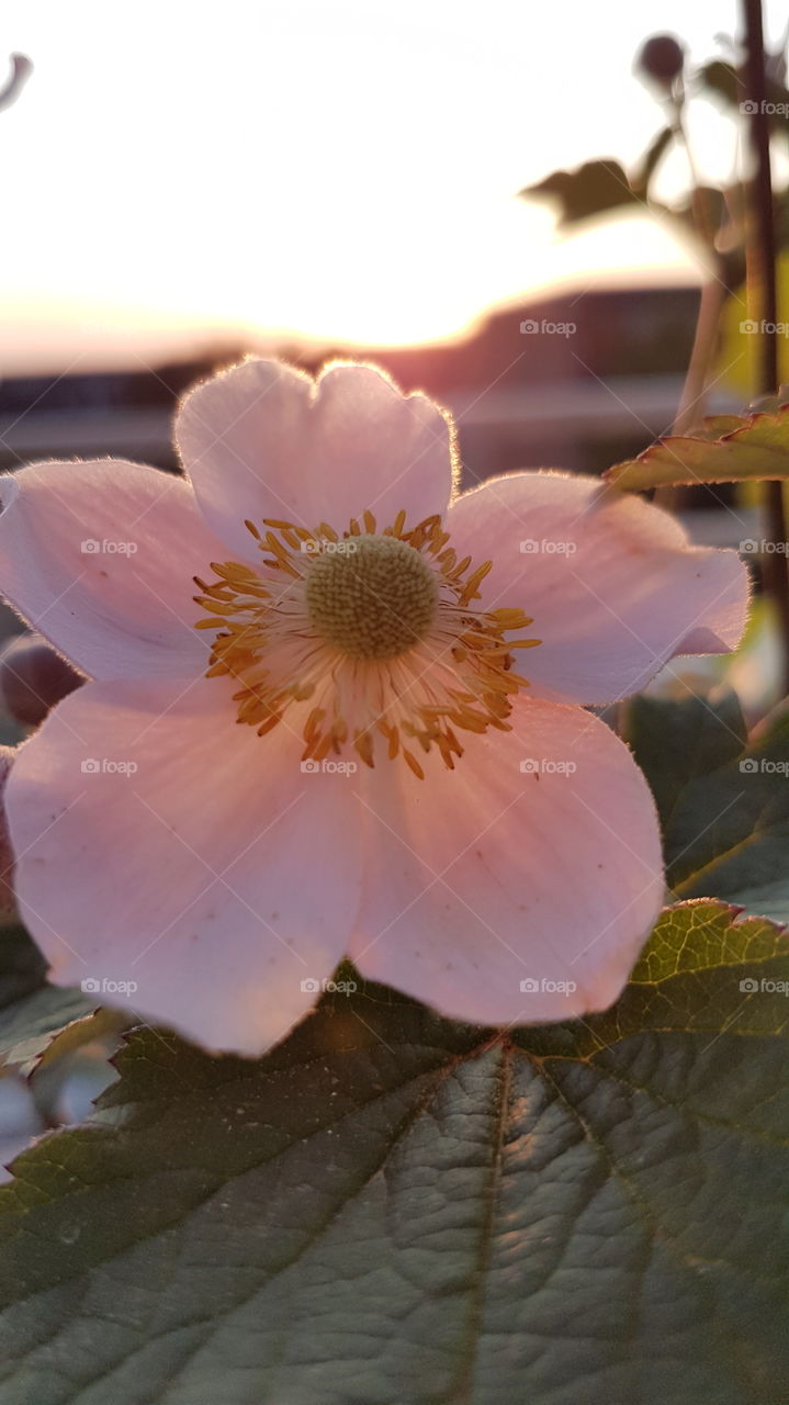 Sunset and flower