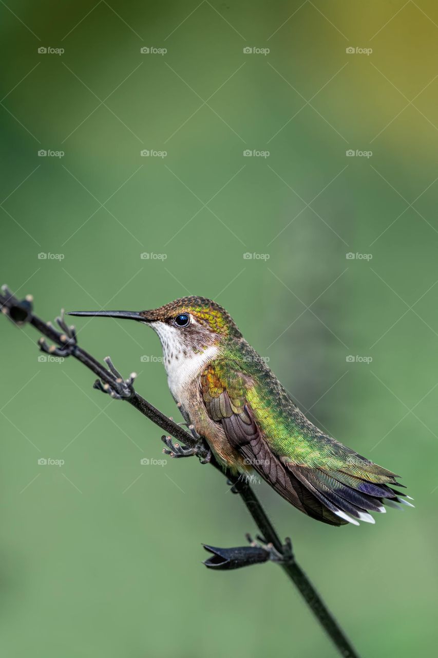 won Twenty-twenty mission.