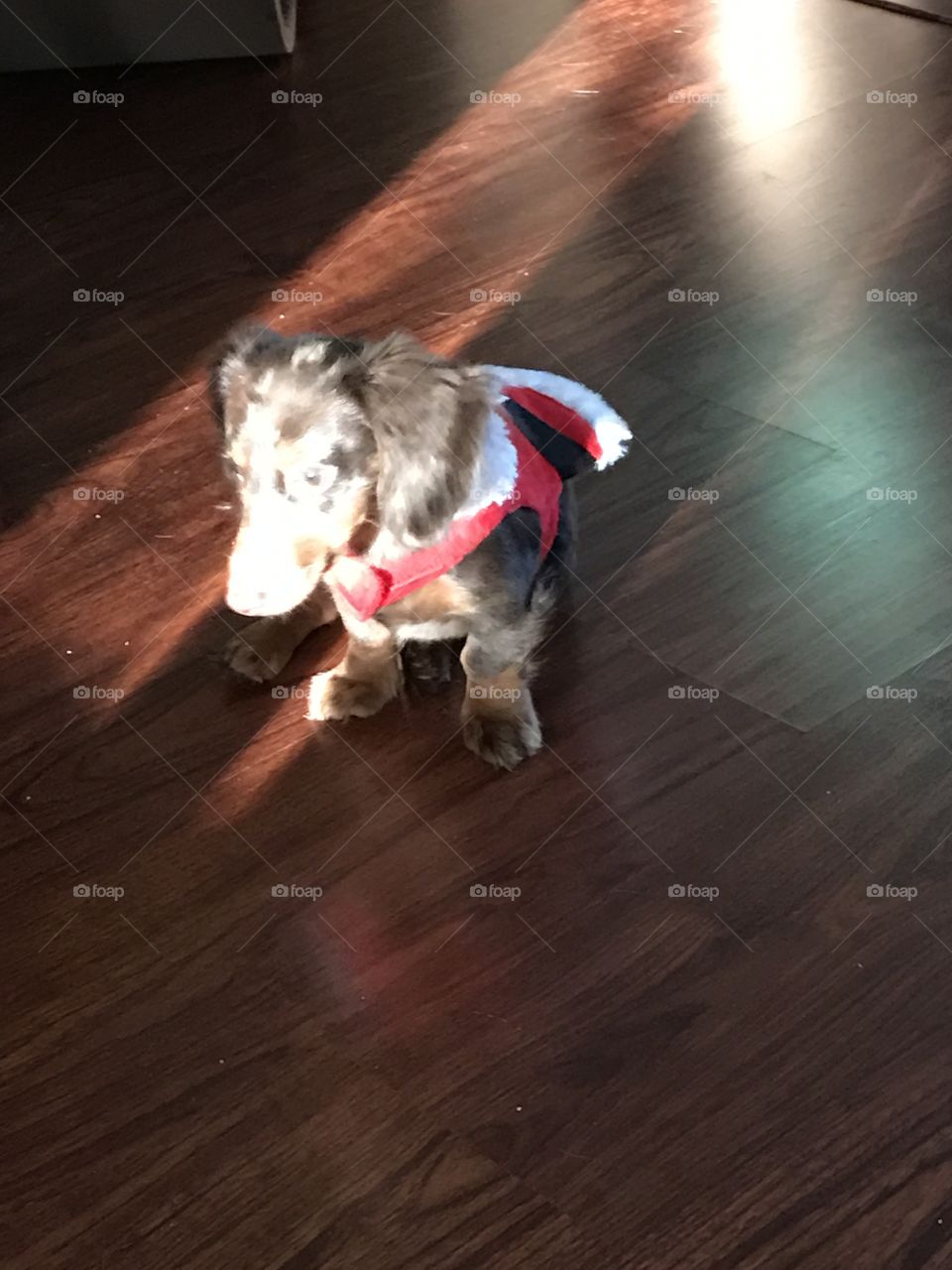 Playing with light: sunlit pup