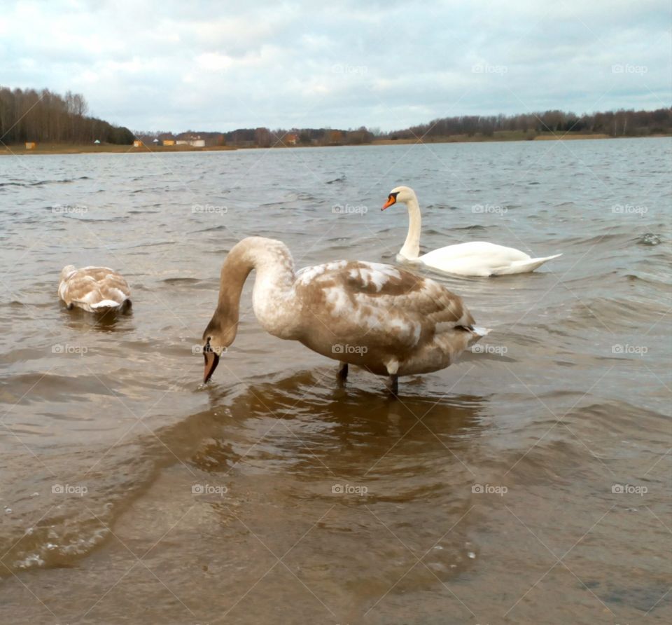 Bird, Water, Swan, Lake, Waterfowl