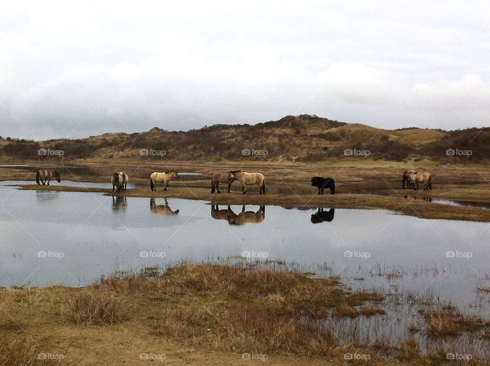 Wild horses in the dunes national park in North Holland