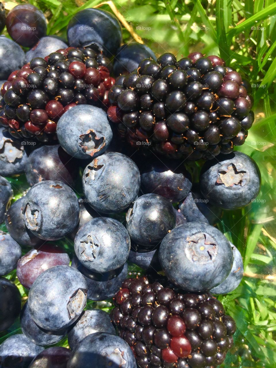 Blueberries and blackberries 