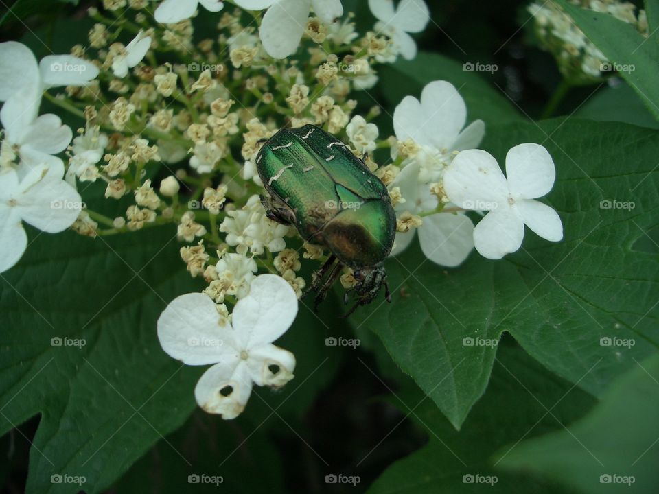 A large green beetle sitting on a flower