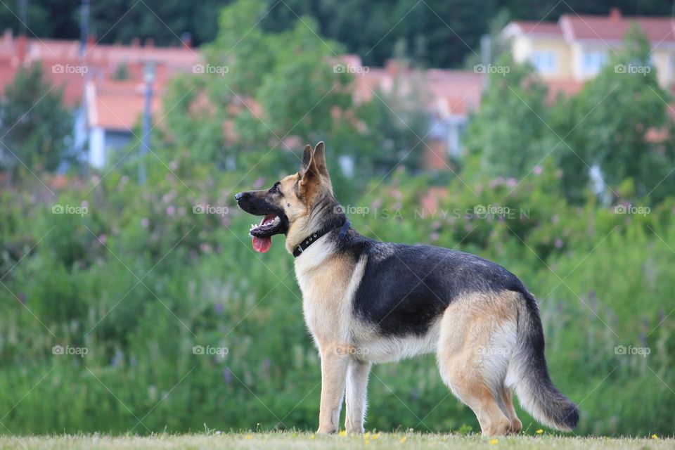 Female German Shepher