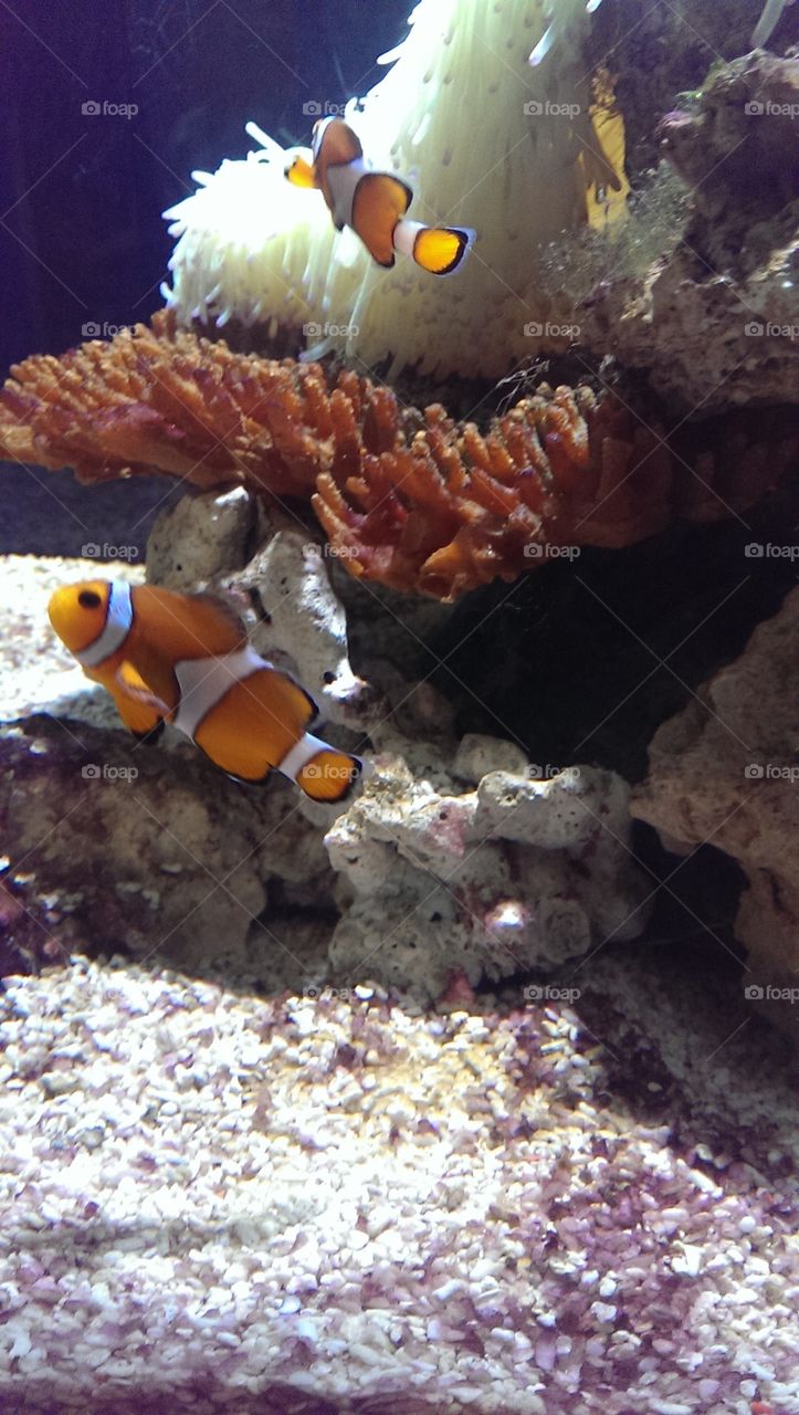 Found Nemo