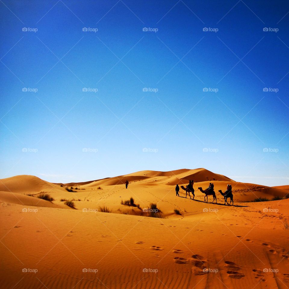 Silhouette of camels on Sahara desert