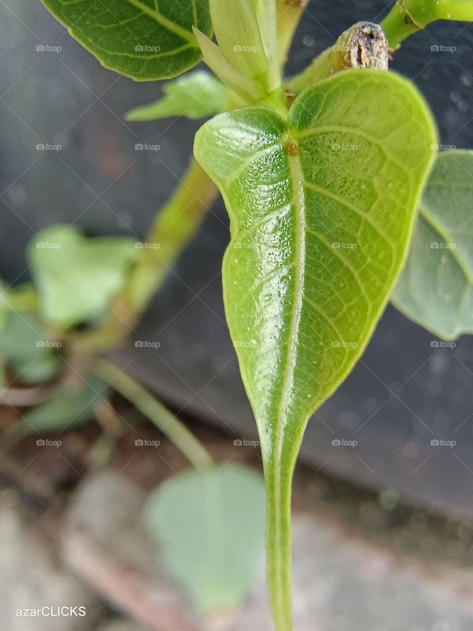 Green leaf macro