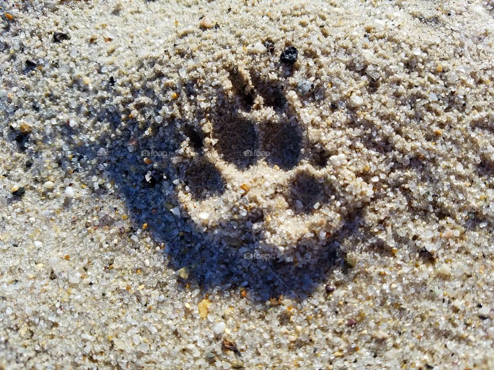 Dog pawprint in the sand