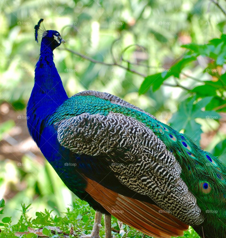 peacock male