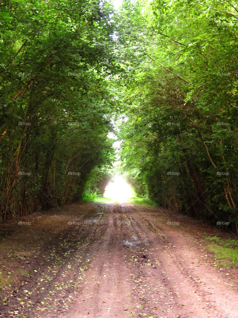 green arch