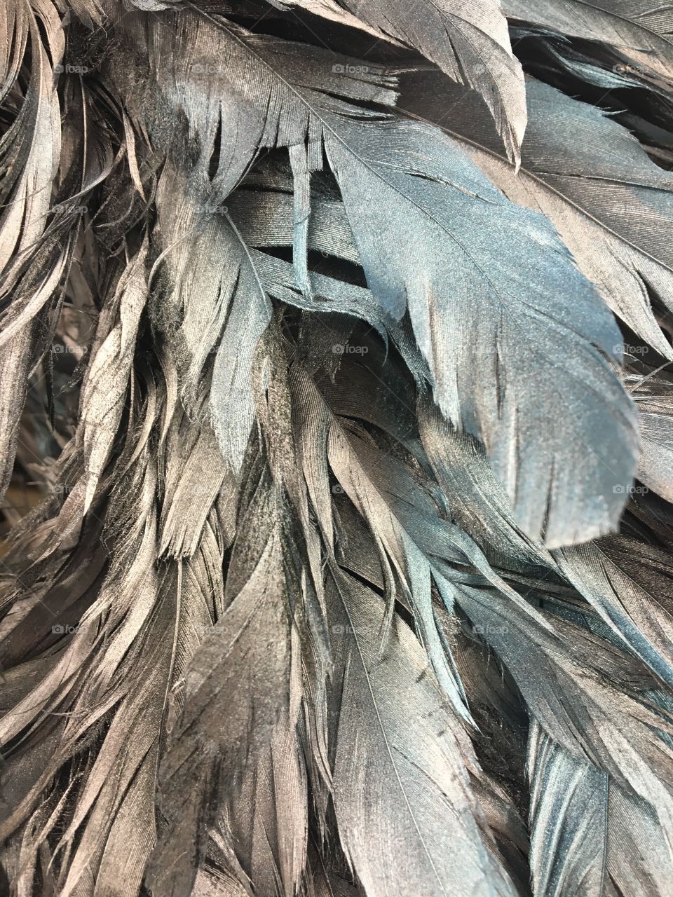 Feathers 