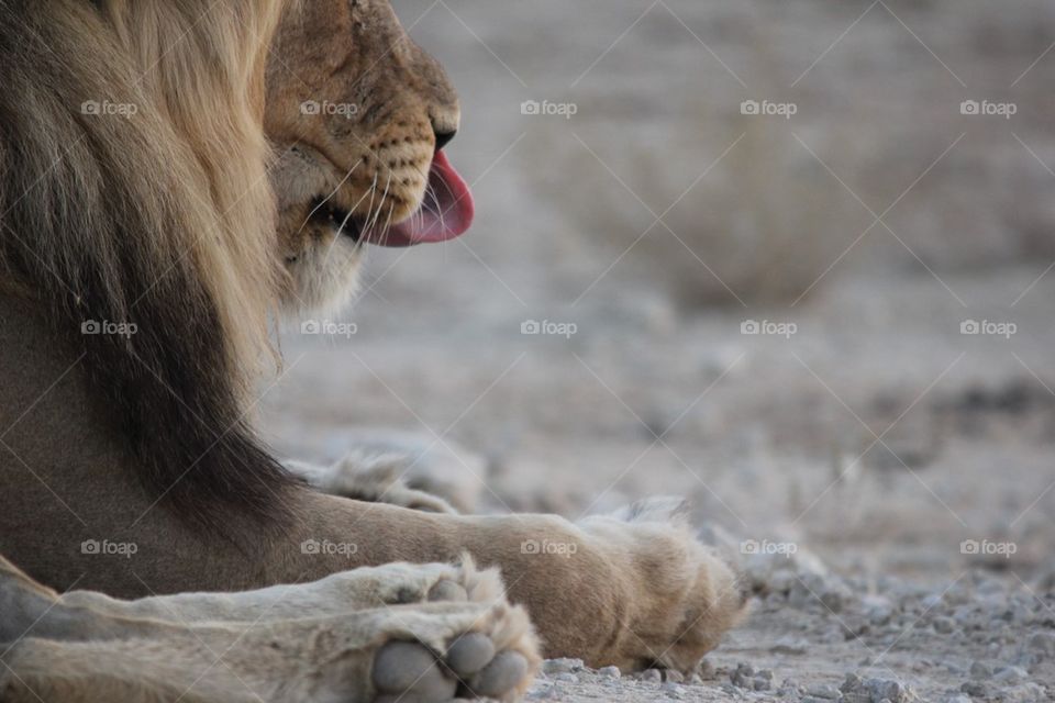 Lion lick