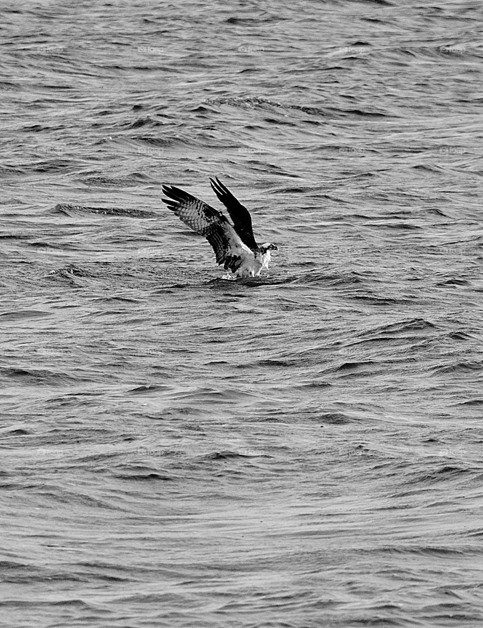 Osprey- Bird of Prey fishing