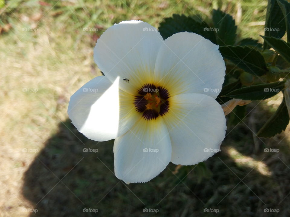 Flower, Nature, Flora, Garden, Blooming