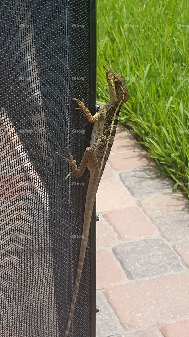 lizard in my backyard
