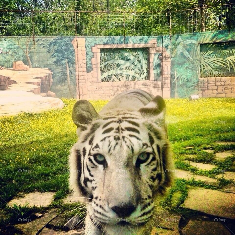 White Tiger Beauty