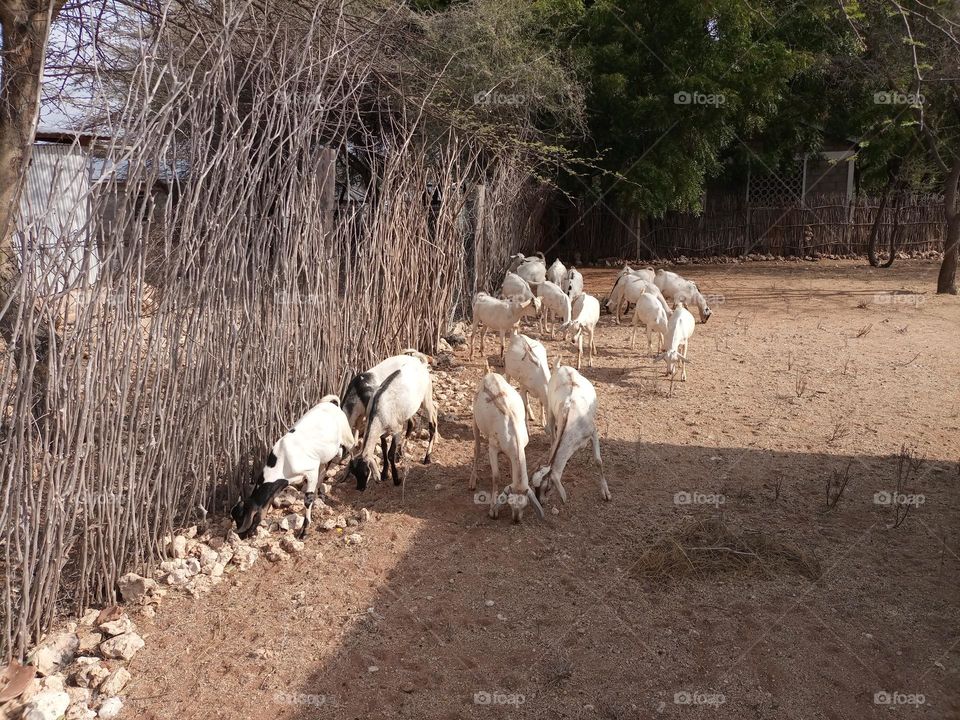 Galla Goats