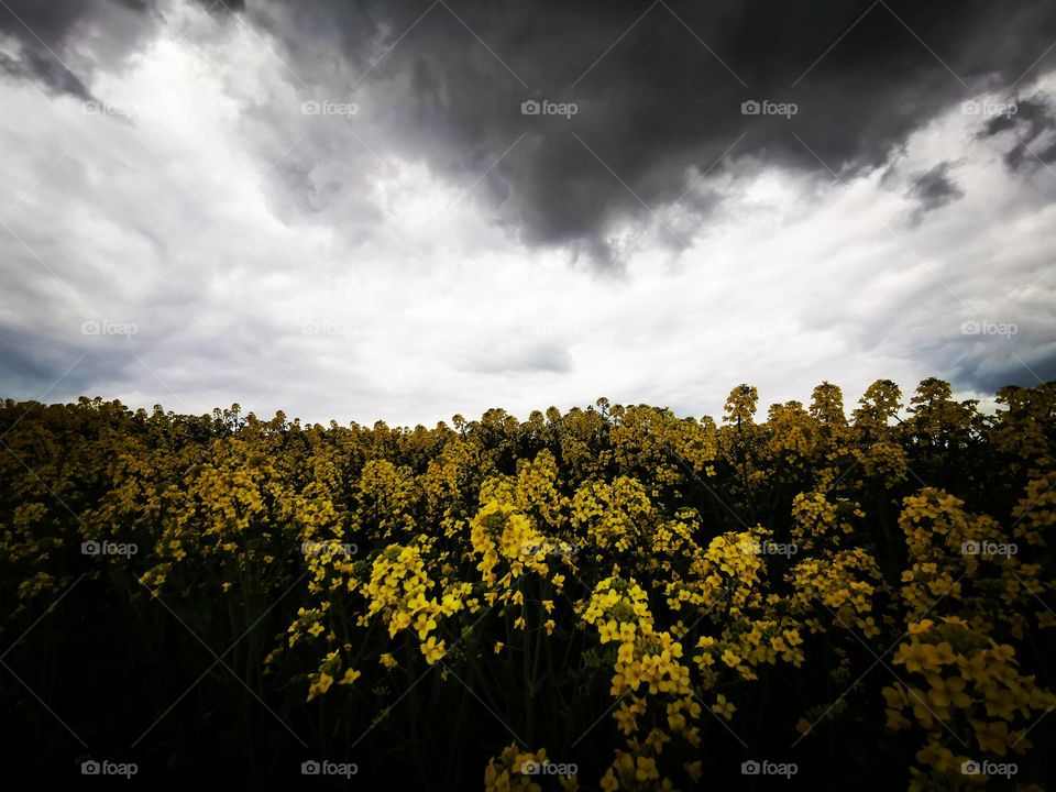 Rapeseed field