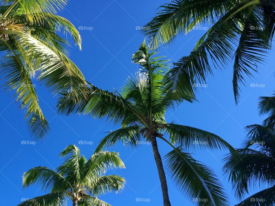 Low angle view of palm trees in Bahamas